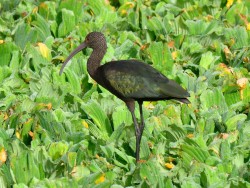 carauna-de-cara-branca