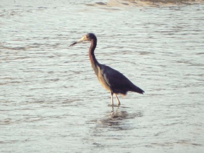 gara-azul_20100727_1211095964