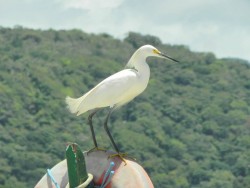 garca-branca-pequena