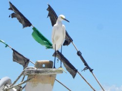 garca-branca-pequena
