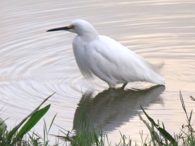 garcinha_branca_20100502_2059512074