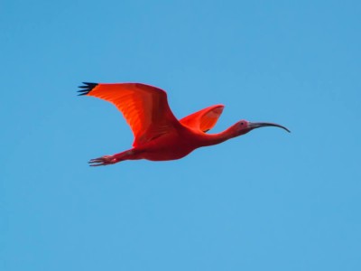 Guará - Eudocimus ruber