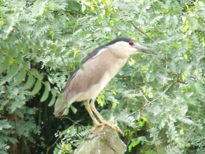 savacu_20100419_1080478525