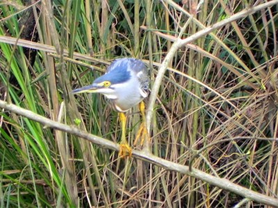 socozinho_20100603_2077776354