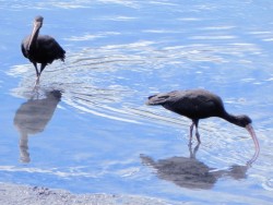 tapicuru-de-cara-pelada