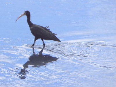 tapicuru-de-cara-pelada_20100528_1698503136