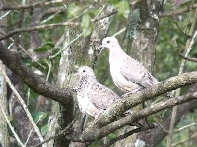 pomba-de-bando_20100509_1072539356