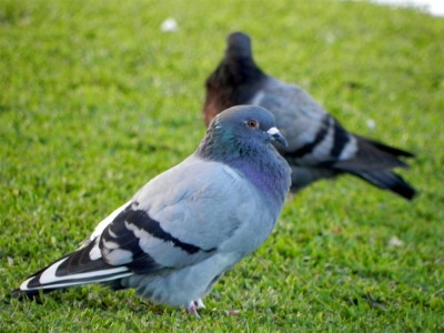 pombo-domstico_20100528_1561319131