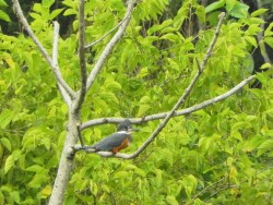 Martim-pescador-grande