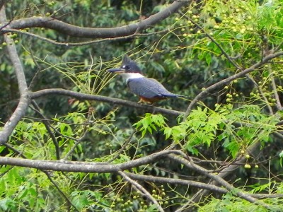 Martim-pescador-grande