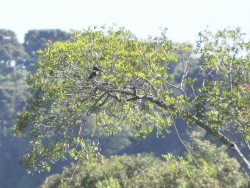 martim-pescador-verde