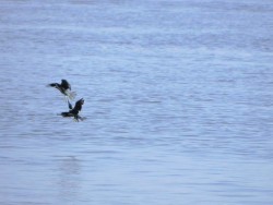 martim-pescador-pequeno