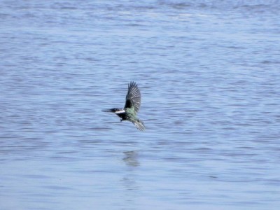 martim-pescador-pequeno_20100727_2012875445