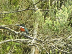 martim-pescador-pequeno