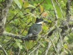 martim-pescador-pequeno