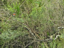 martim-pescador-pequeno