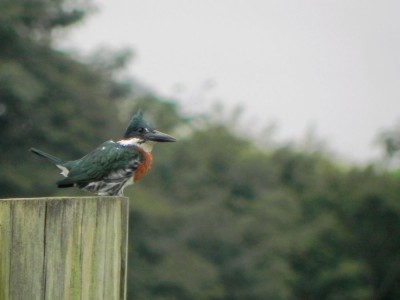 martim-pescador-verde_20100712_1235189269