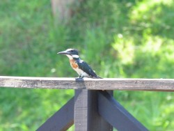 martim-pescador-verde