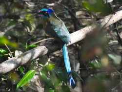 Udu-de-coroa-azul - Momotus momota