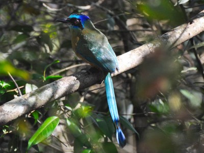 Udu-de-coroa-azul - Momotus momota