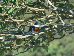 Martim-pescador-verde