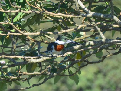 Martim-pescador-verde