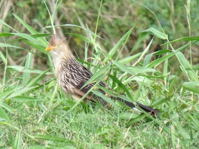 anu-branco_20100426_1371995072