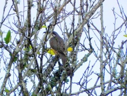 papa-lagarta-acanelado