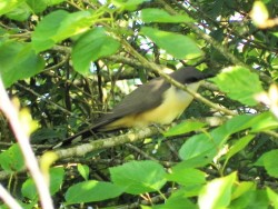 papa-lagarta-acanelado