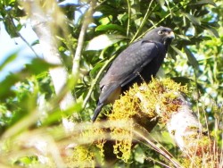 gaviao-de-sobre-branco