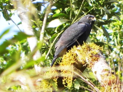 gaviao-de-sobre-branco