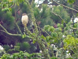 Gavião-carijó - Rupornis magnirostris 