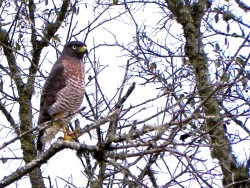 Gavião-carijó - Rupornis magnirostris 
