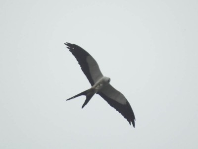 gavi&atilde;o-tesoura