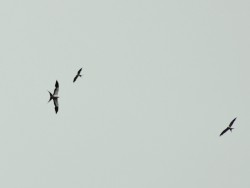 gavi&atilde;o-tesoura