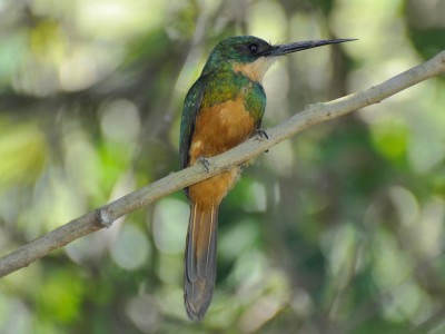 Ariramba-de-cauda-ruiva Fêmea