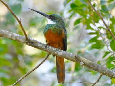 ariramba-de-cauda-ruiva Macho