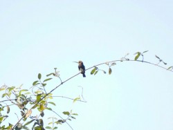 Ariramba-preta - Brachygalba lugubris