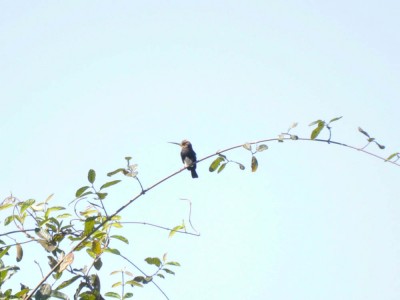 Ariramba-preta - Brachygalba lugubris