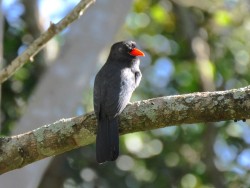 Chora-chuva-preto - Monasa nigrifrons