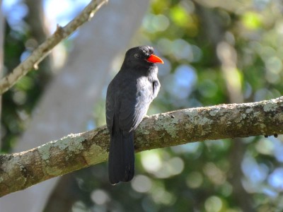 Chora-chuva-preto - Monasa nigrifrons