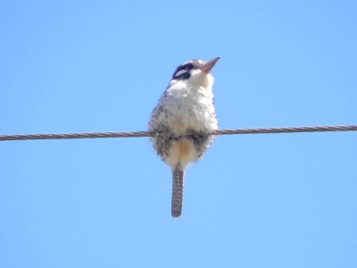 joao-bobo_20111029_2028798480