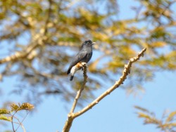 Urubuzinho - Chelidoptera tenebrosa