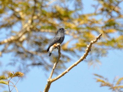 Urubuzinho - Chelidoptera tenebrosa