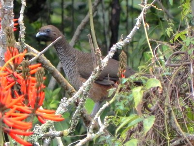 aracu_20100727_1756202156