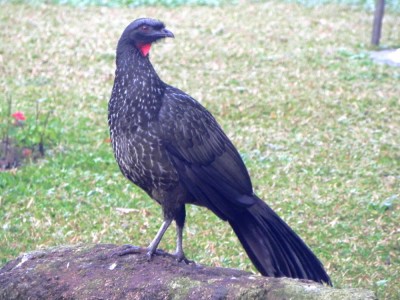 jacuau_20100625_1381094101