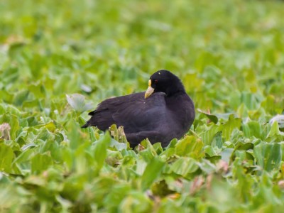 Carqueja-de-bico-amarelo - Fulica leucoptera