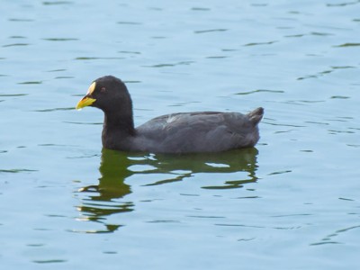 Carqueja-de-bico-manchado - Fulica armillata