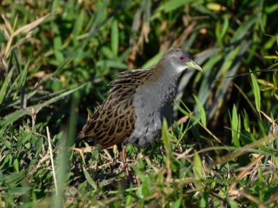 Sanã-carijó - Porzana albicollis