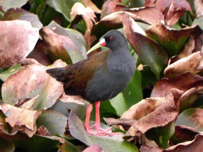 saracura-do-banhado_20100621_1209454655